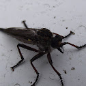 Robber fly