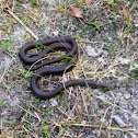 Southern Black Racer