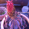 Aloe peglerae