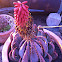 Aloe peglerae