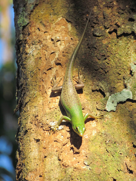 Emerald Green Tree Skink | Project Noah