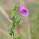 Foxglove, dedalera