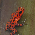 Poison Dart Frogs