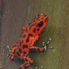 Strawberry Dart frog