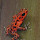 Poison Dart Frogs