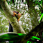 Indian giant squirrel or Malabar giant squirrel
