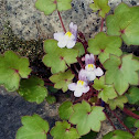 Kenilworth Ivy / Picardia