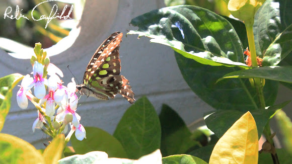 Spotting Image 1