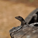Brown Anole