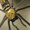 Giant Wood Spider