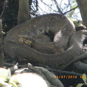 Cottonmouth