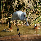 African Spoonbill