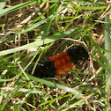 Banded Woolly Bear
