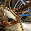 Eastern Corn Snake (Red Rat Snake)