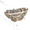 Moth