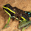 Three-striped Poison Dart Frog