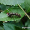 Aranha-formiga (Ant-mimic spider)