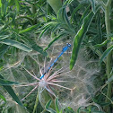 Common Blue-tail damselfly