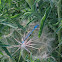 Common Blue-tail damselfly