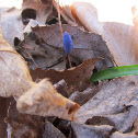 Scilla
