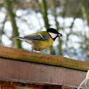 The Great Tit