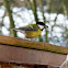 The Great Tit