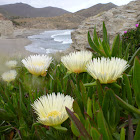 Uña de león