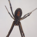 Black Widow
