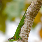 Baracoa Anole