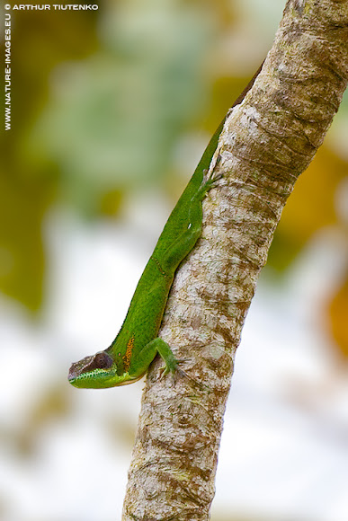 Spotting Image 1