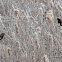 Red-winged Blackbird