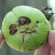 shagbark hikory