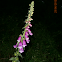 Foxglove