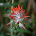Indian Paintbrush