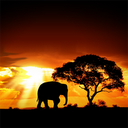 African Sunset Live Wallpaper mobile app icon