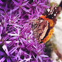 Red admiral
