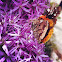 Red admiral