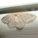 moth