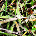 Grass