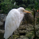 Cattle Egret
