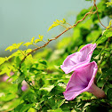 Morning glory
