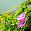 Morning glory