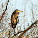 Great Blue Heron