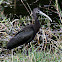 Glossy Ibis