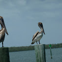 Brown Pelicans