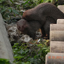 mongoose