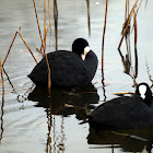 Coot
