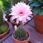 Echinopsis Sierra Skyline