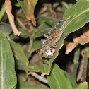 Wolf Spider