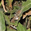Wolf Spider
